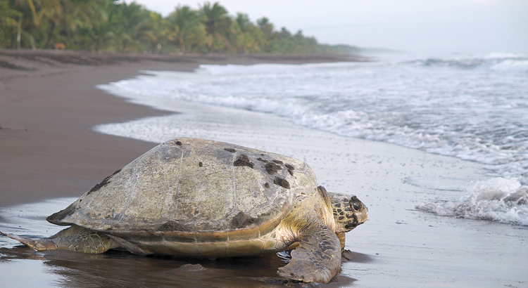 Costa Rica Tortuguero National Park Schildkröte